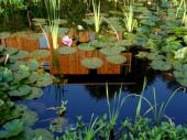 Spiegelung vom Meditationshaus im Teich mit Seerosen