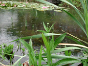 Tropfen auf Pflanze im Teich